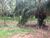 Fazenda-Sítio-Chácara, 85 hectares - Foto 1