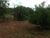 Fazenda-Sítio-Chácara, 85 hectares - Foto 11