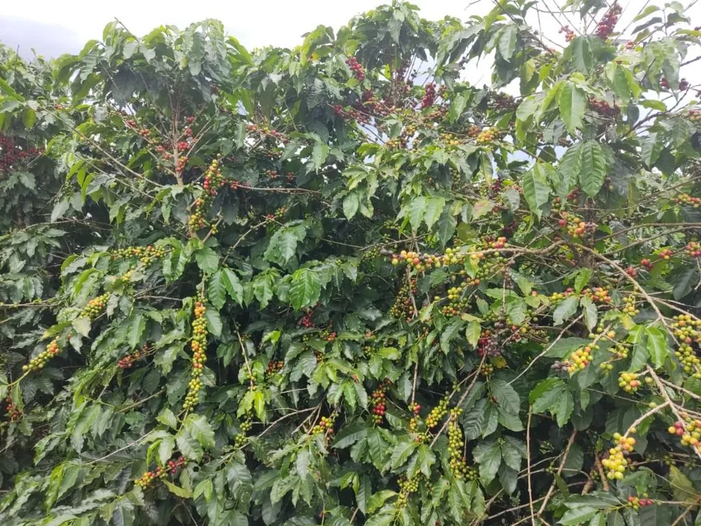 Fazenda, 339 hectares - Foto 3