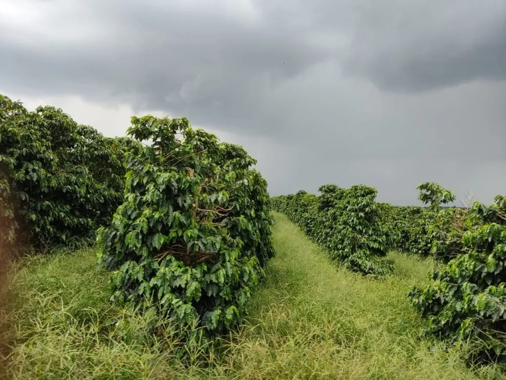 Fazenda, 339 hectares - Foto 4
