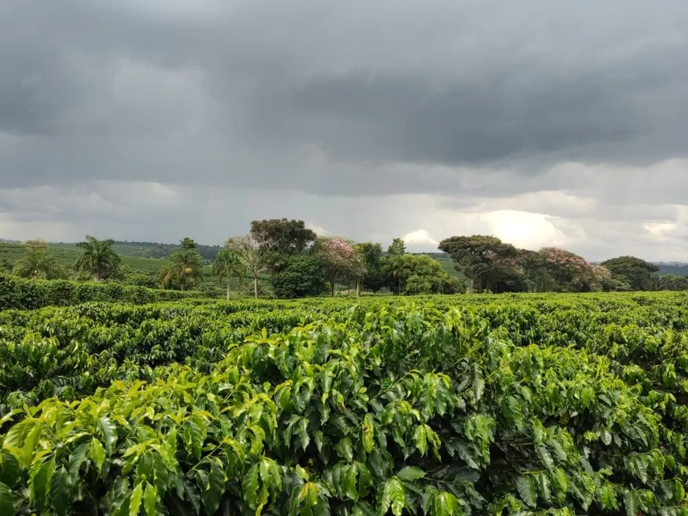 Fazenda, 339 hectares - Foto 2