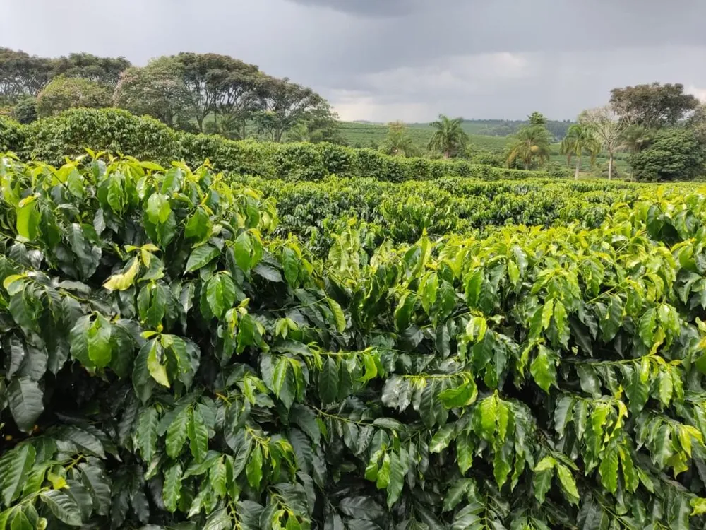 Fazenda, 339 hectares - Foto 1