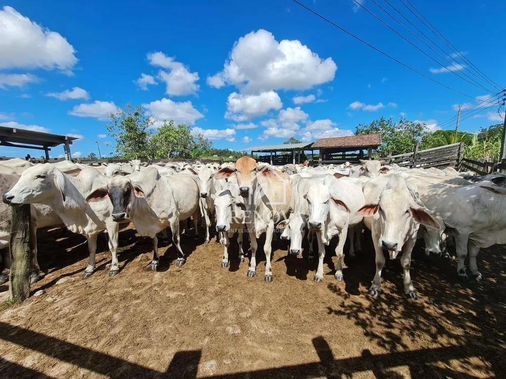 Fazenda, 249 hectares - Foto 18