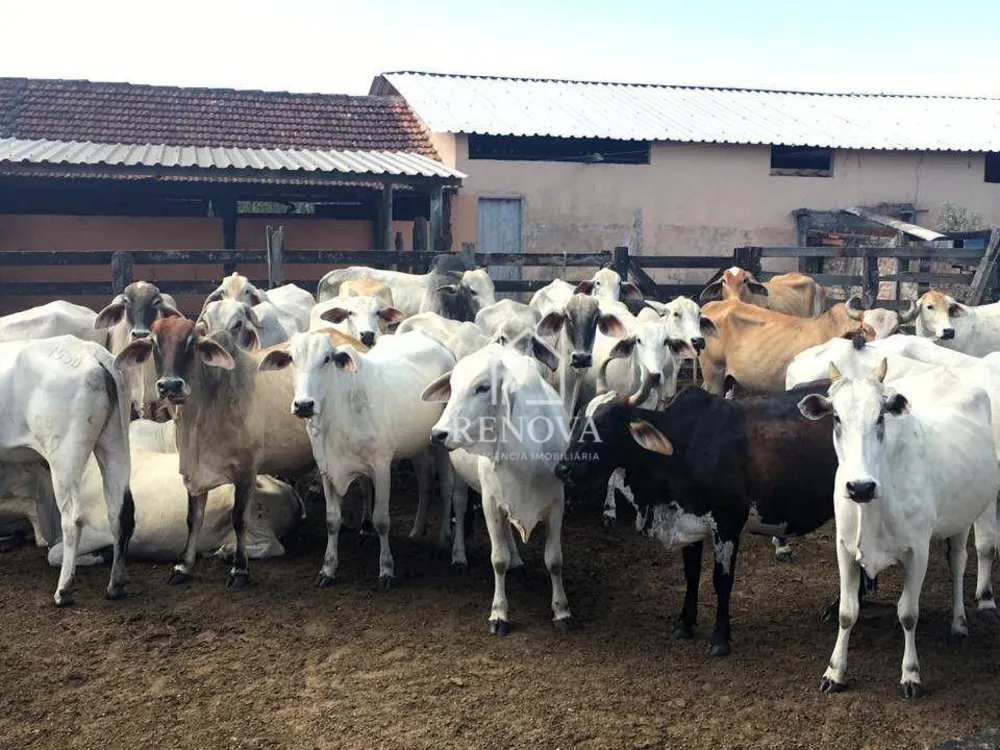 Fazenda, 249 hectares - Foto 14