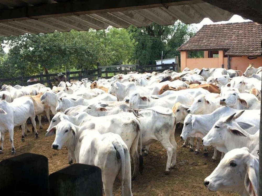 Fazenda, 249 hectares - Foto 11