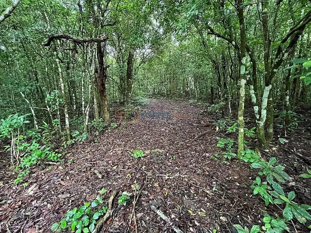 Terreno, 14 hectares - Foto 3