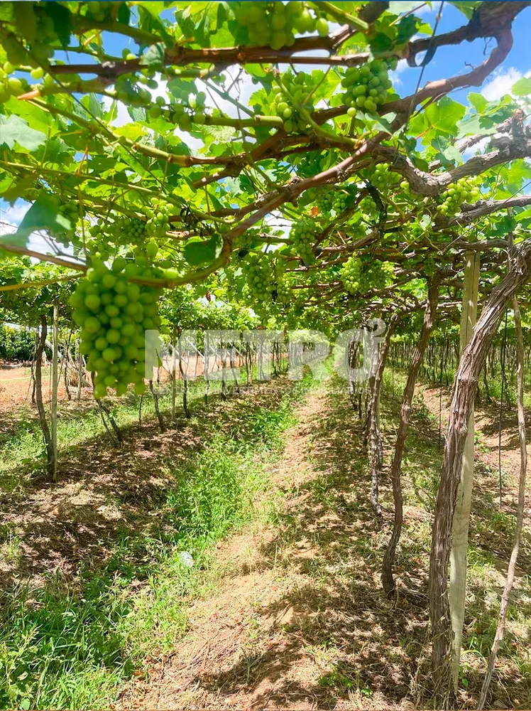 Fazenda - Foto 2