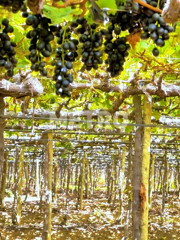Fazenda - Foto 8