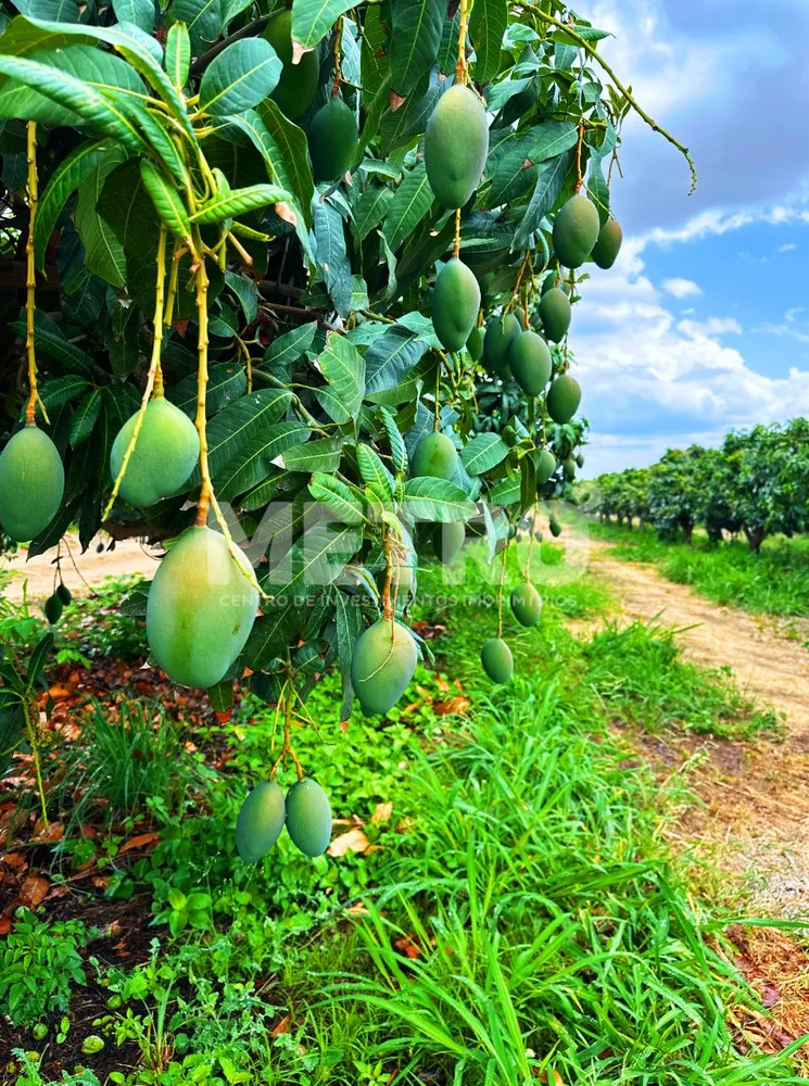 Fazenda - Foto 3