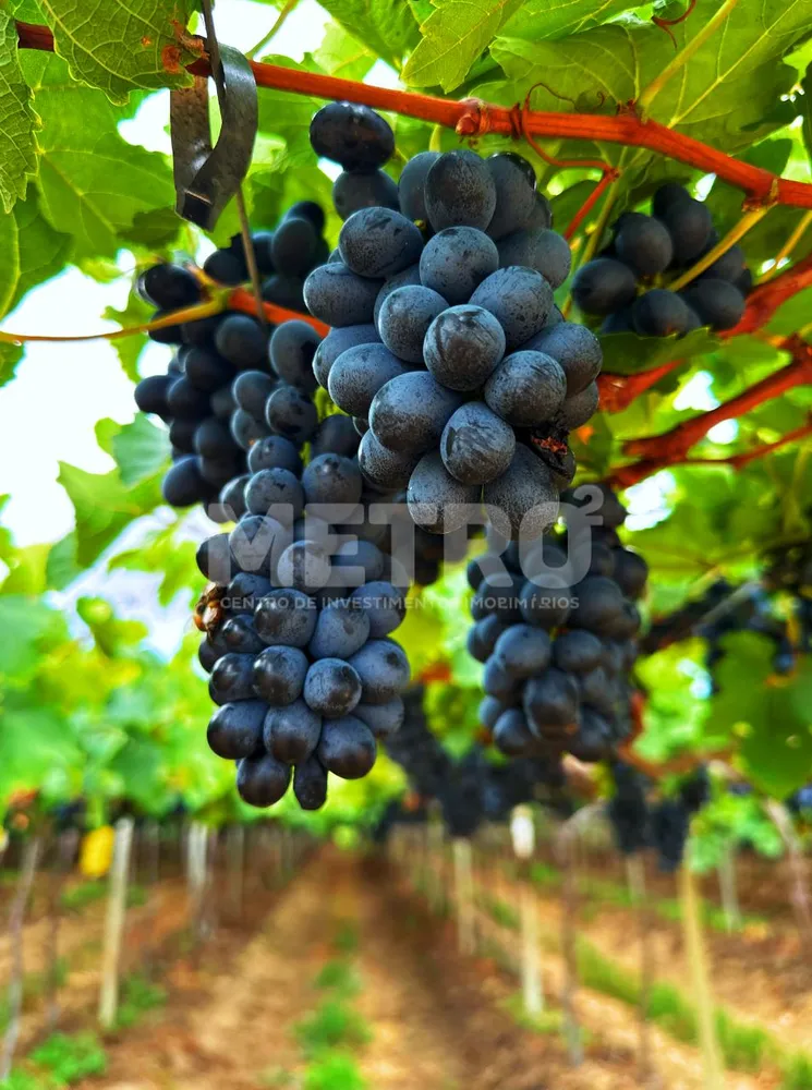 Fazenda - Foto 2