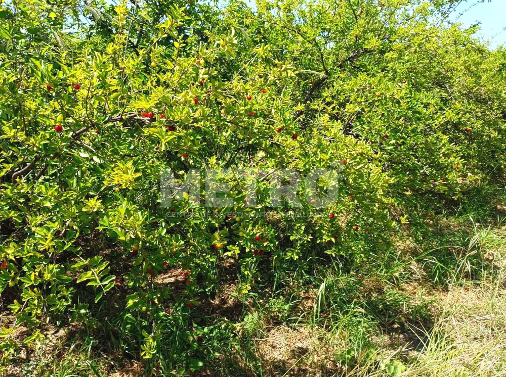 Fazenda, 1 quarto - Foto 3