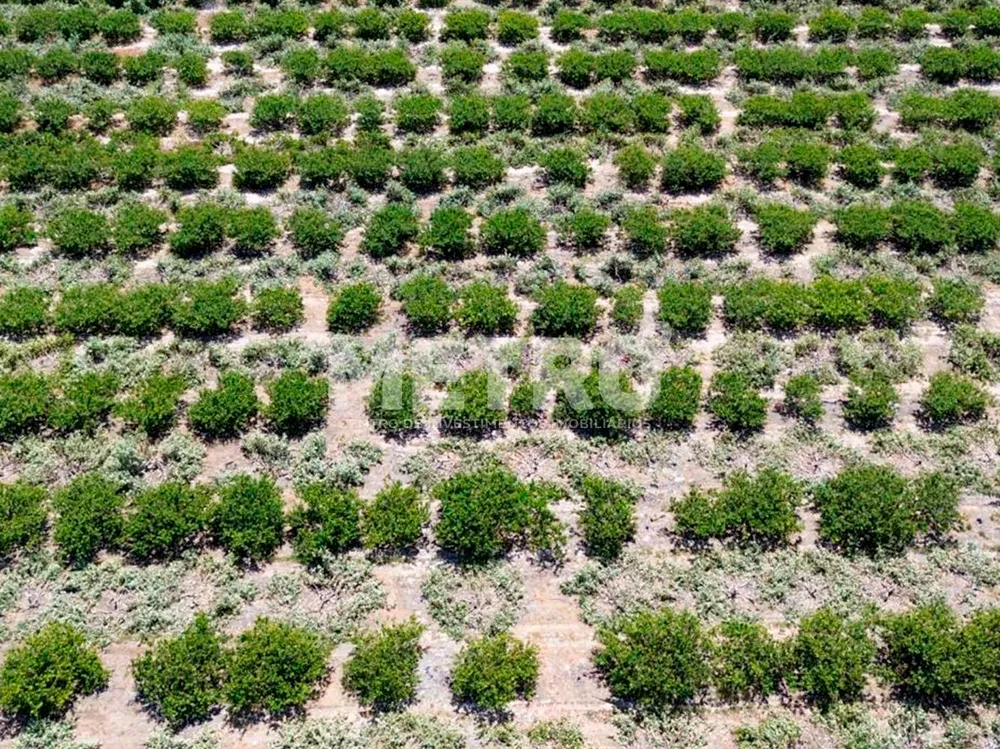 Fazenda - Foto 4