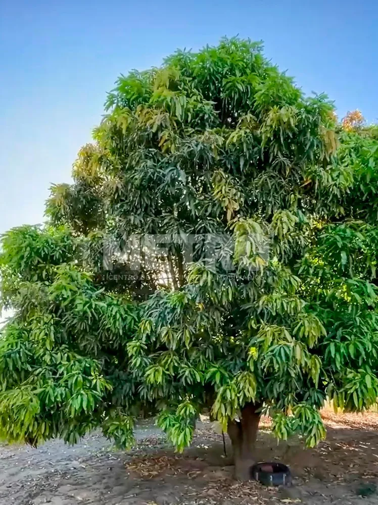 Fazenda - Foto 3