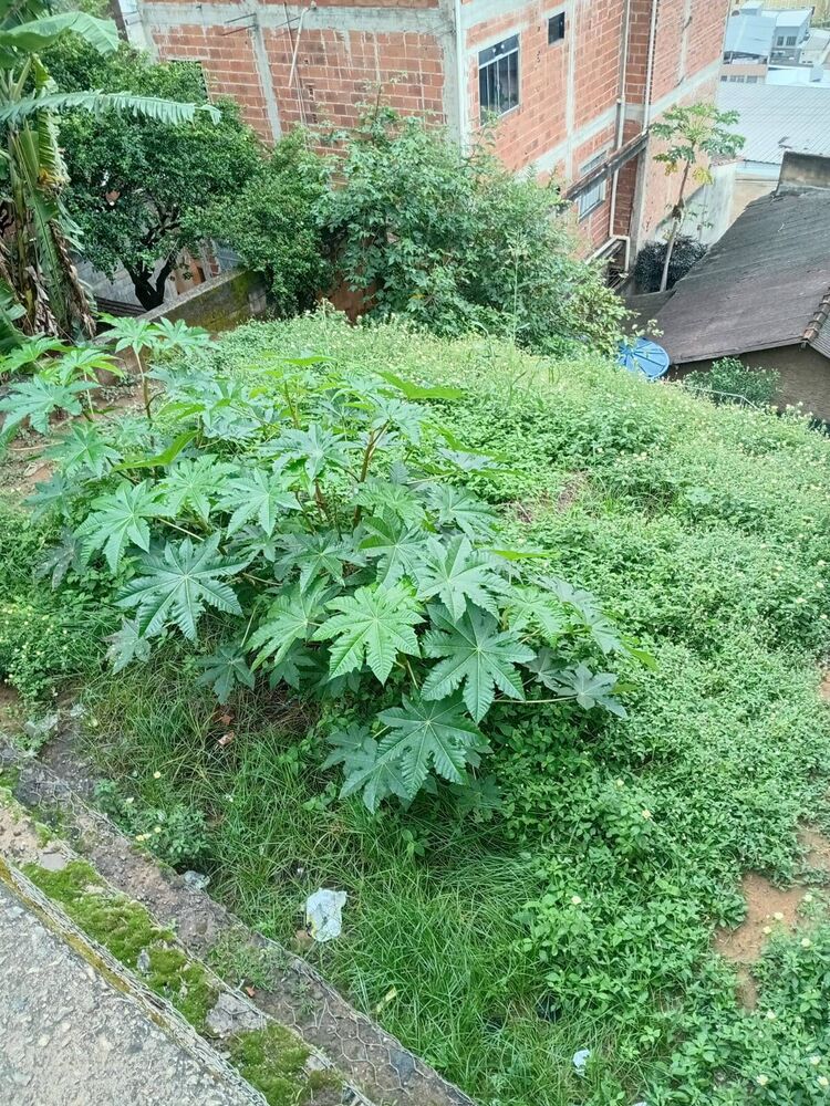 Casa, 2 quartos, 75 m² - Foto 12