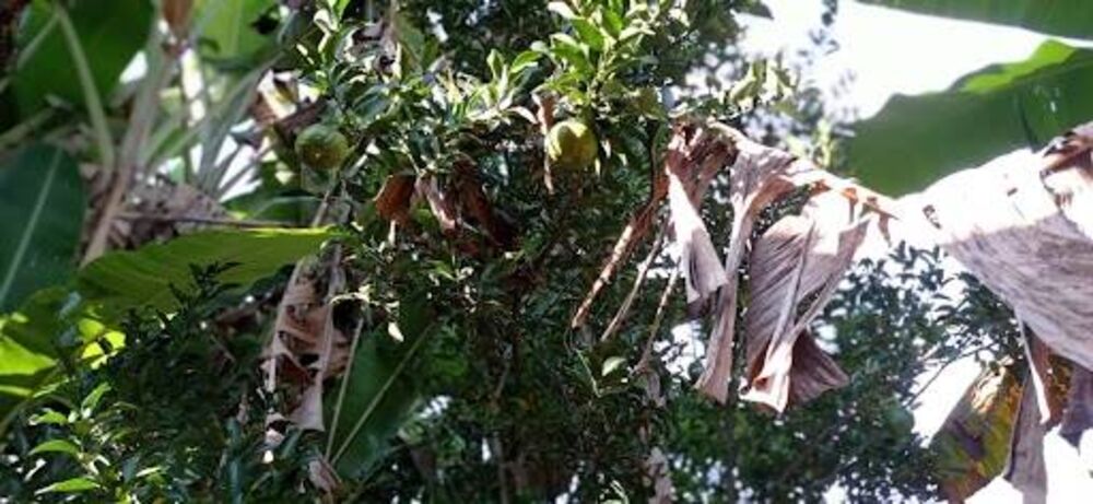 Chácara, 2 quartos, 1980 m² - Foto 1