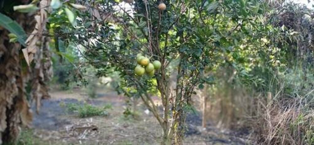 Chácara, 2 quartos, 1980 m² - Foto 2