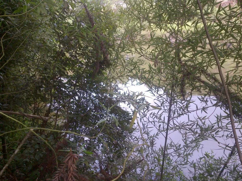 Terreno, 12 hectares - Foto 6