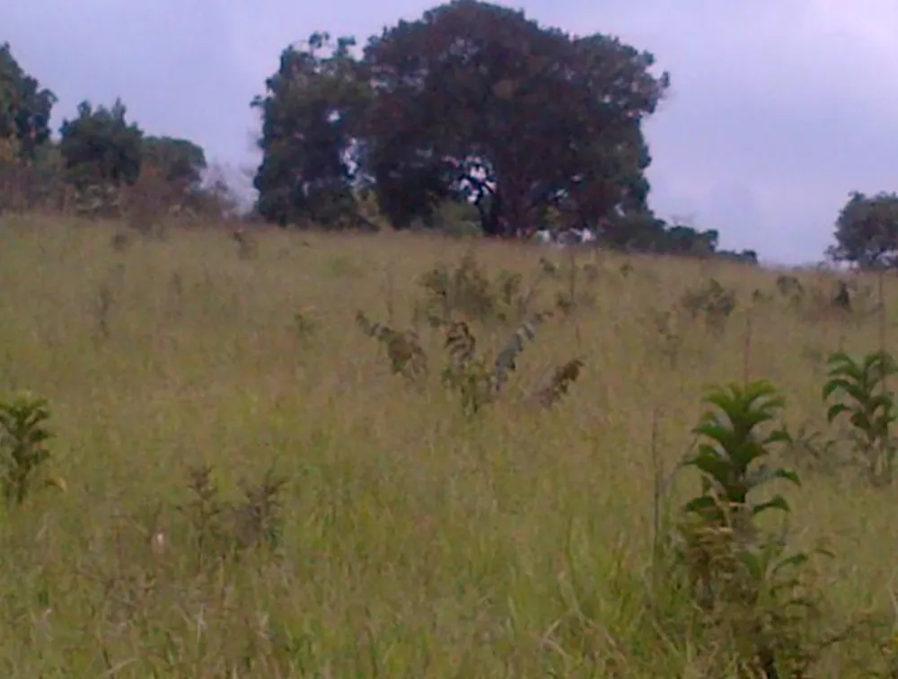 Terreno, 12 hectares - Foto 4
