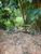 Terreno, 1230 m² - Foto 3