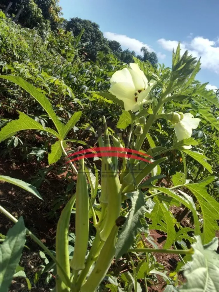 Fazenda à venda com 3 quartos, 1000m² - Foto 4