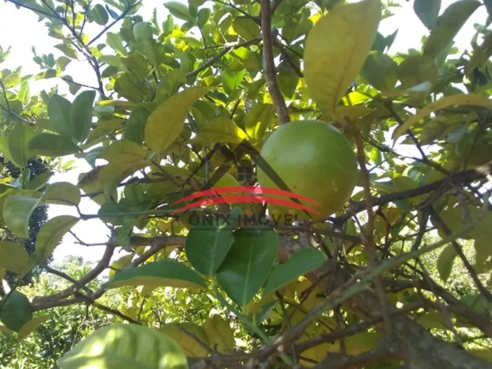 Fazenda à venda com 3 quartos, 1000m² - Foto 3