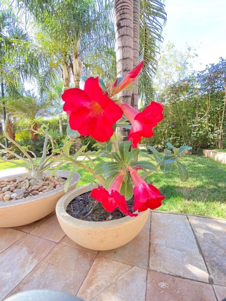 Chácara, 4 quartos, 1000 m² - Foto 14