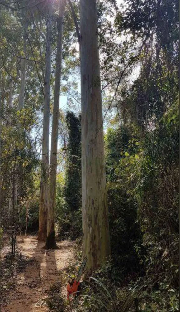 Sítio, 3 hectares - Foto 10