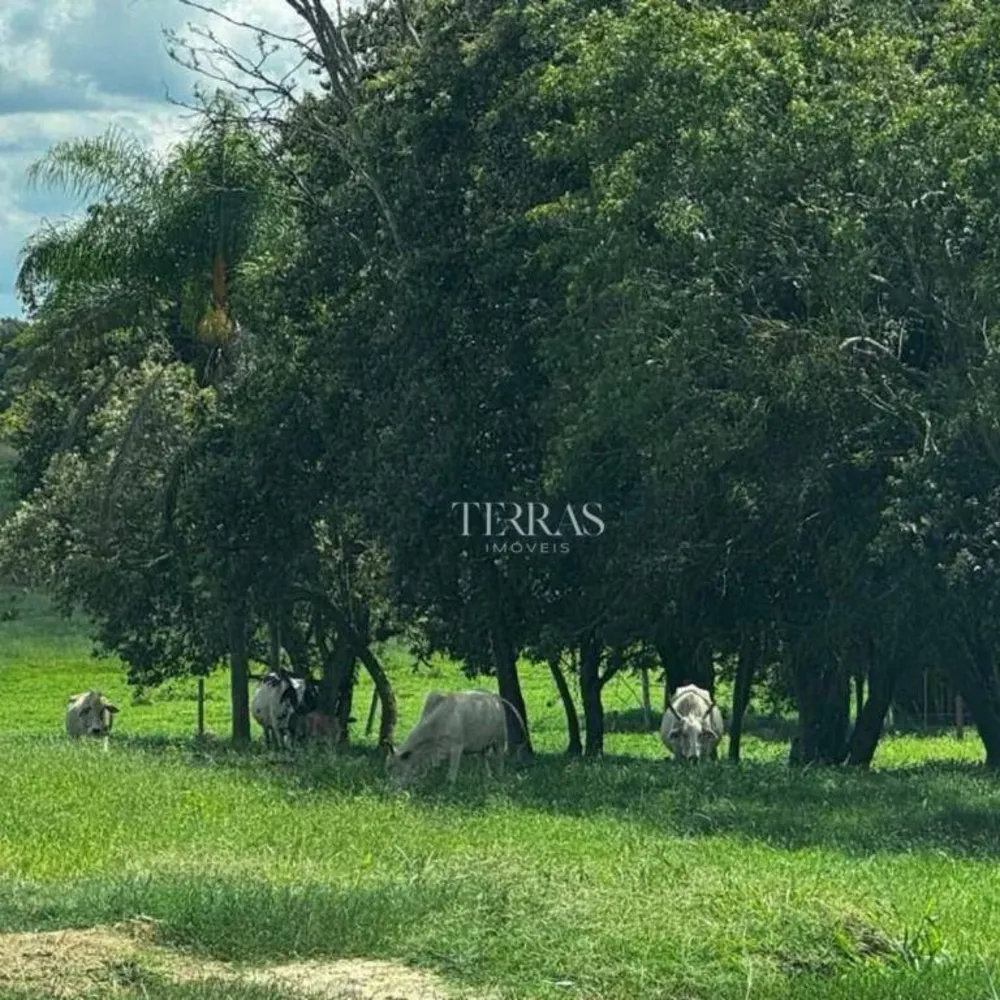 Fazenda, 97 hectares - Foto 6