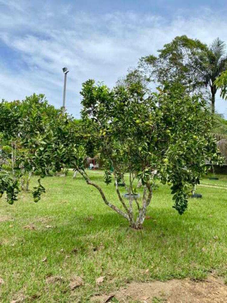 Chácara à venda com 4 quartos, 42m² - Foto 6