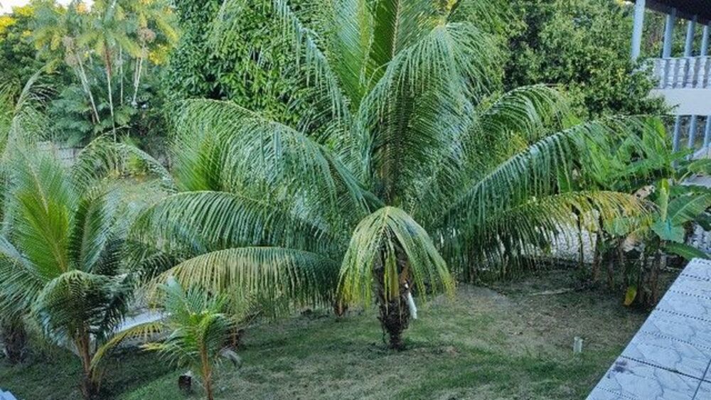 Casa, 6 quartos, 1000 m² - Foto 6