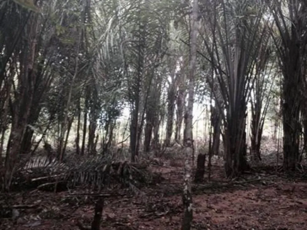 Terreno - Foto 1