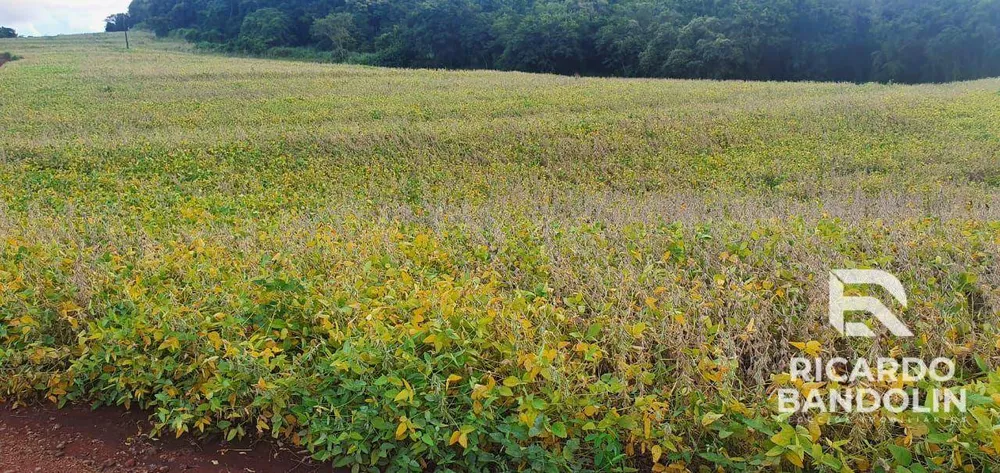 Fazenda, 206 hectares - Foto 4