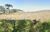 Terreno, 2 hectares - Foto 4
