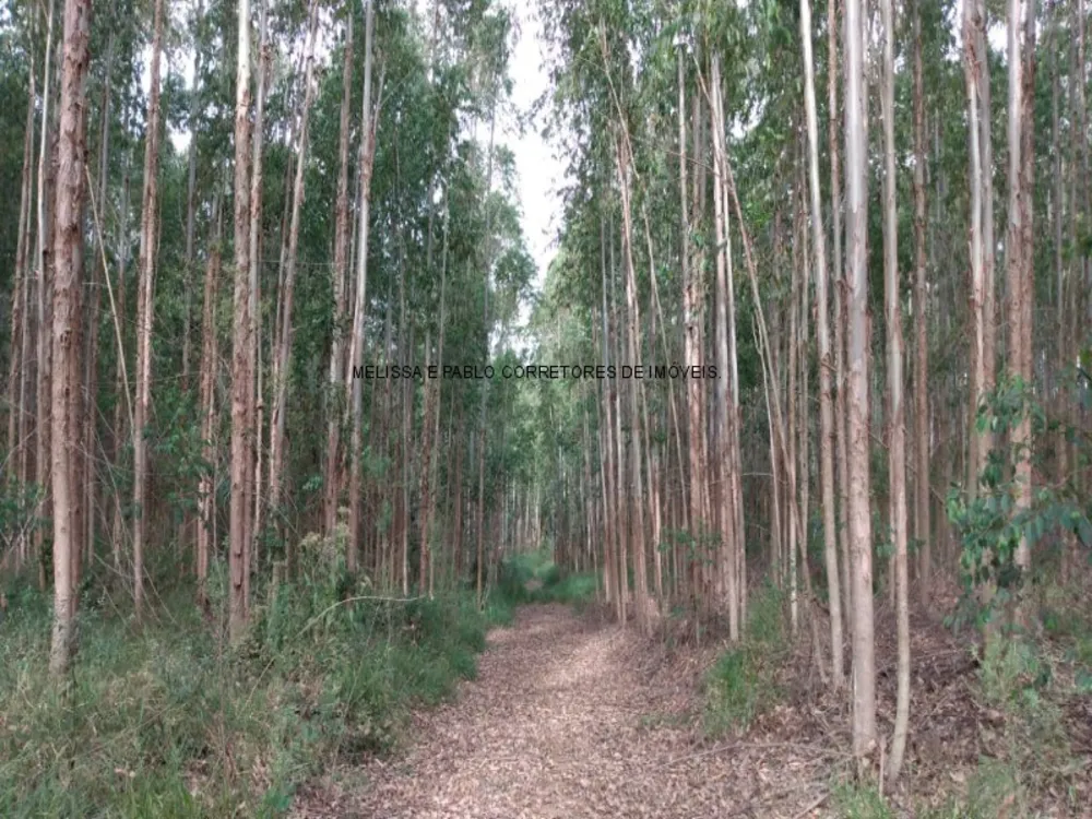 Fazenda - Foto 5