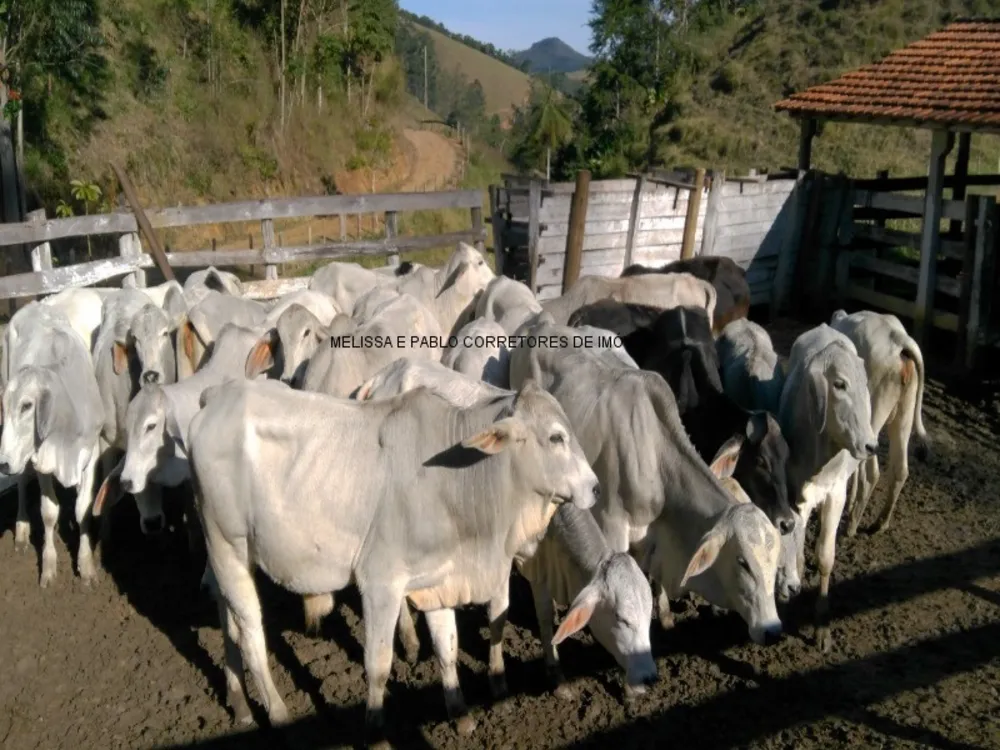 Fazenda, 3 quartos - Foto 10