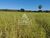 Fazenda-Sítio-Chácara - Foto 3