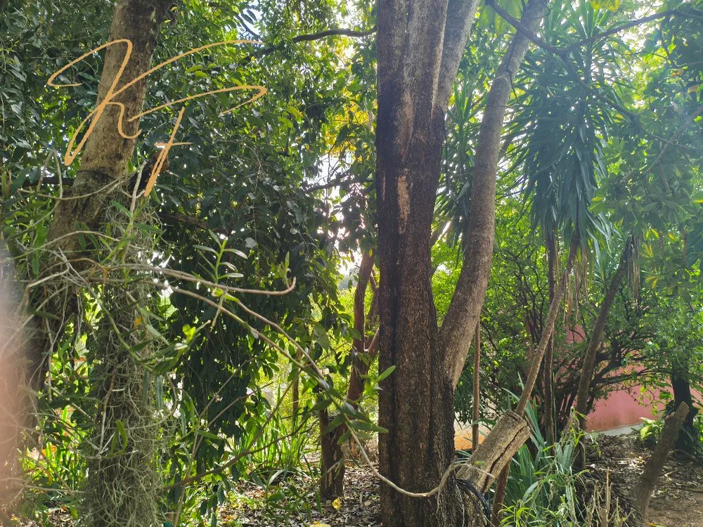 Chácara, 3 quartos - Foto 4