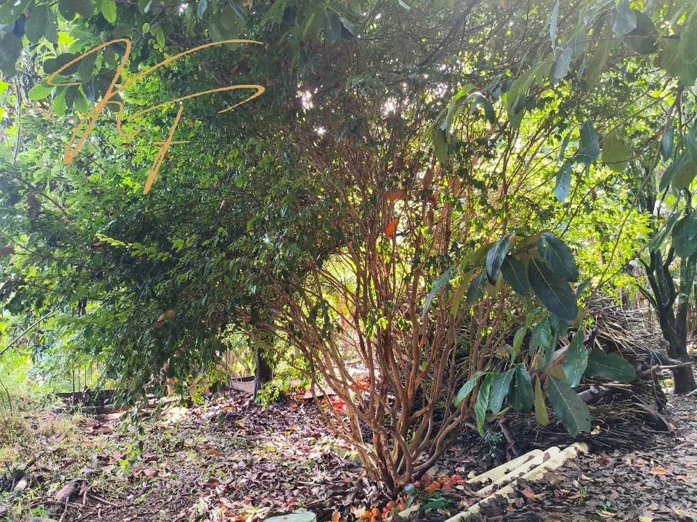 Chácara, 3 quartos - Foto 10