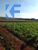 Fazenda - Foto 1