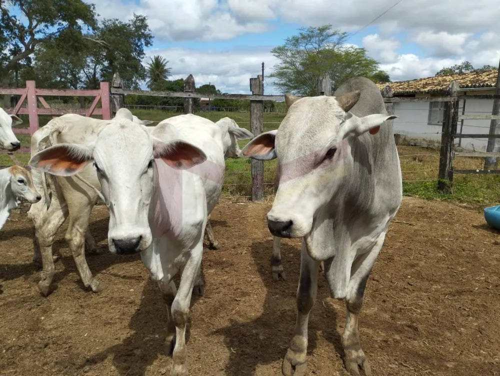 Fazenda, 88 hectares - Foto 3
