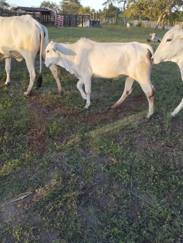 Fazenda, 88 hectares - Foto 2