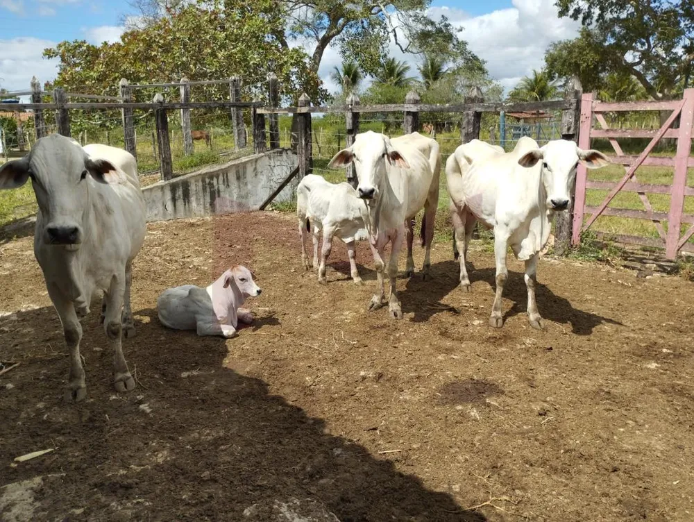 Fazenda, 88 hectares - Foto 1