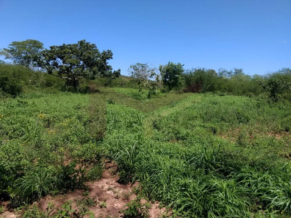 Fazenda, 88 hectares - Foto 5
