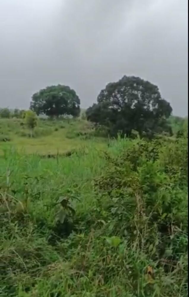 Fazenda, 20 hectares - Foto 4