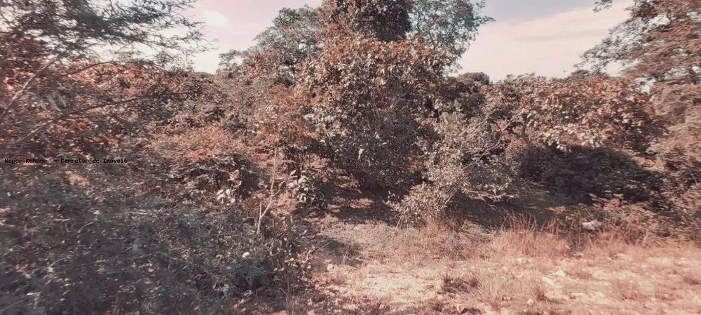 Chácara, 7 hectares - Foto 4
