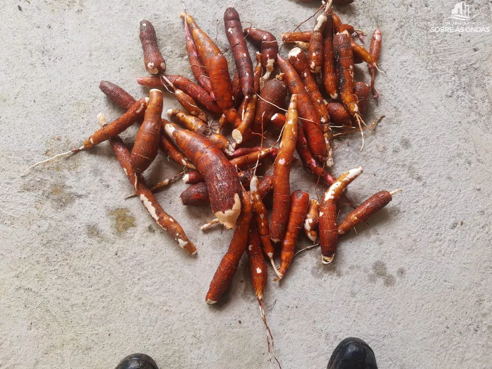 Chácara, 2 quartos, 2000 m² - Foto 1