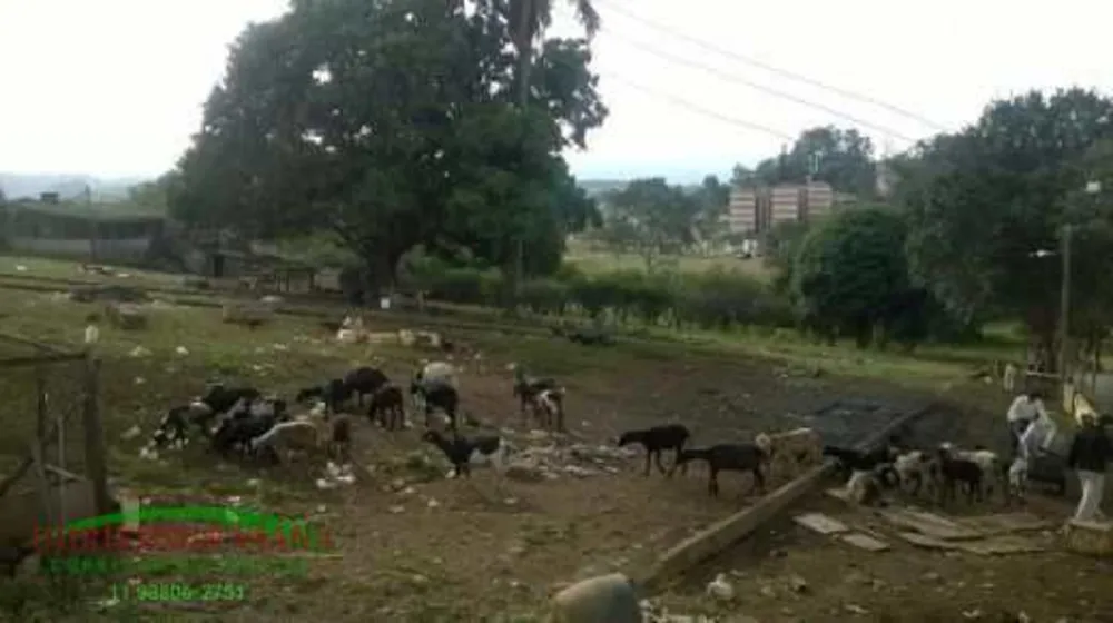 Terreno, 10000 m² - Foto 6