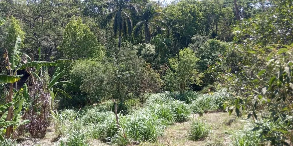 Sítio, 80 hectares - Foto 3
