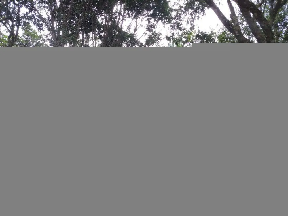 Terreno, 11 hectares - Foto 4