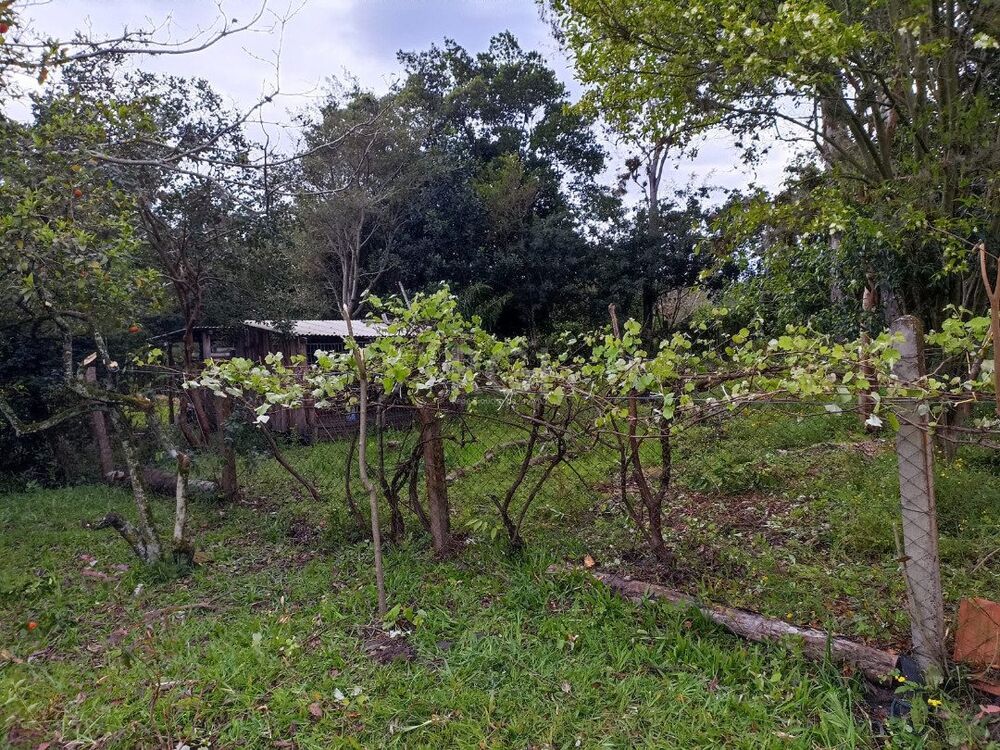 Sítio à venda com 3 quartos, 3330m² - Foto 3